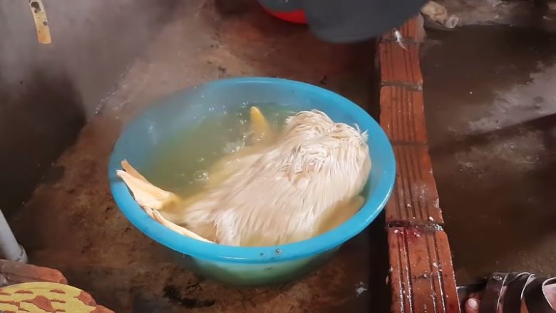 Ngâm vịt trong nước ấm - Làm vịt sạch lông