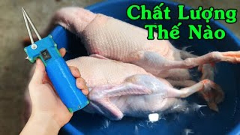 Nên hay không nên lựa chọn sử dụng máy nhổ lông vịt cầm tay Nên hay không nên lựa chọn sử dụng máy nhổ lông vịt cầm tay